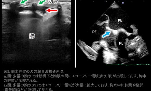 孕妇胃绞痛拉肚子-怀孕期间胃痛拉肚子网—知名的怀孕期间胃痛拉肚子怎么缓解网站,分享怀孕胃疼拉肚子对胎儿有影响吗知识